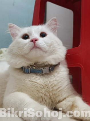 Persian Male